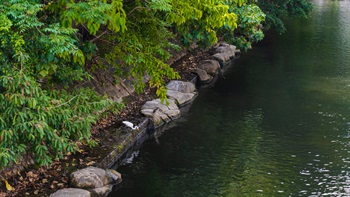 The improvement in the river ecology increases fish stocks and attracts birdlife like this egret.